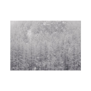 Snow Covered Trees Fine Art Print - Arte Della Fotografia