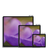 Native Australian Flora - Purple    Framed Print - Arte Della Fotografia