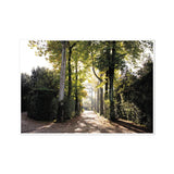 Tree Corridor in Boboli Gardens - Tuscany Collection  Fine Art Print