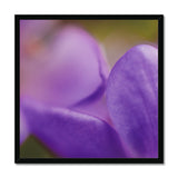 Native Australian Flora - Purple    Framed Print - Arte Della Fotografia