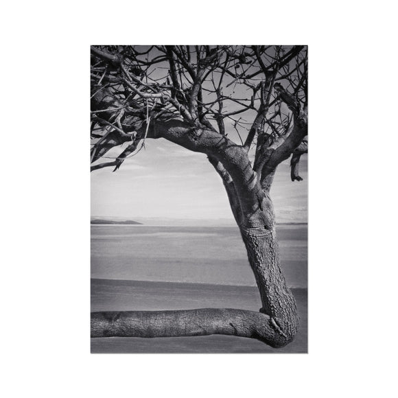 Right-Angled Tree Fine Art Print - Arte Della Fotografia