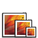 Native Australian Flora - Red and Orange  Framed & Mounted Print - Arte Della Fotografia