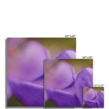 Native Australian Flora - Purple    Fine Art Print - Arte Della Fotografia