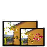 Bougainvillea on Yellow Framed Print