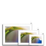 Lily and Blue Framed & Mounted Print - Arte Della Fotografia