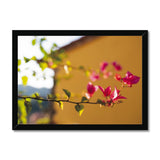 Bougainvillea on Yellow Framed Print