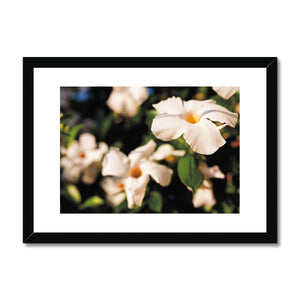 Mandevilla in the Morning Sun  Framed & Mounted Print