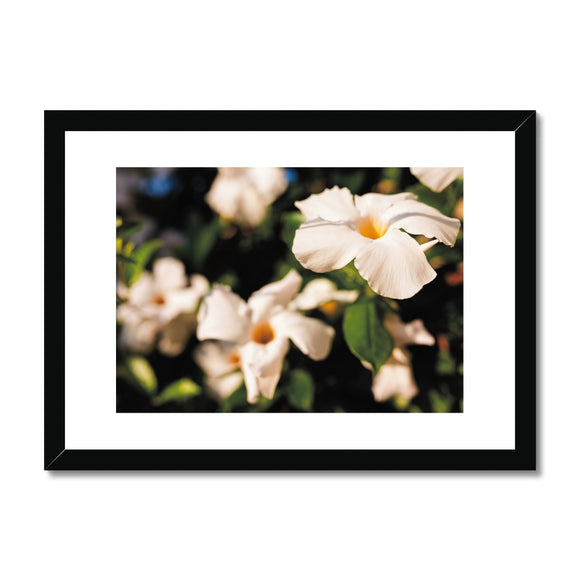 Mandevilla in the Morning Sun  Framed & Mounted Print