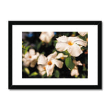 Mandevilla in the Morning Sun  Framed & Mounted Print