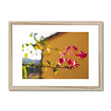 Bougainvillea on Yellow Framed & Mounted Print