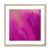 Native Australian Flora - Pink Framed & Mounted Print - Arte Della Fotografia