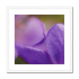 Native Australian Flora - Purple    Framed & Mounted Print - Arte Della Fotografia