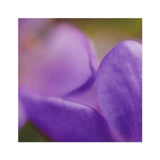 Native Australian Flora - Purple    Fine Art Print - Arte Della Fotografia