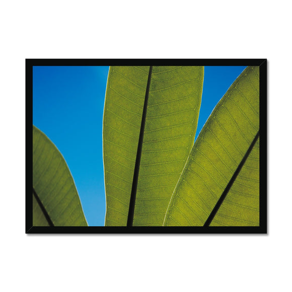 Frangipani Leaves and Summer Sky Framed Print