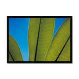 Frangipani Leaves and Summer Sky Framed Print