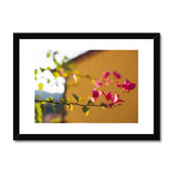 Bougainvillea on Yellow Framed & Mounted Print