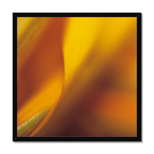 Native Australian Flora - Orange Framed Print - Arte Della Fotografia