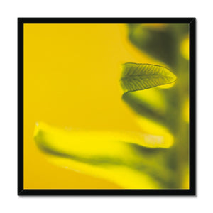 Native Australian Flora - Green Framed Print - Arte Della Fotografia