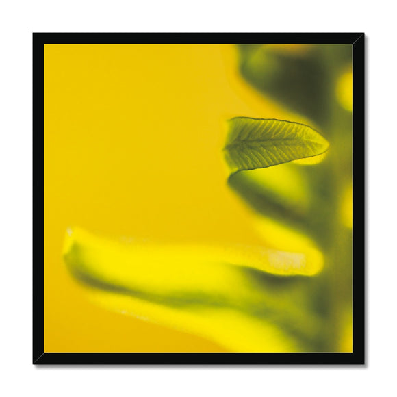 Native Australian Flora - Green Framed Print - Arte Della Fotografia