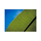 Frangipani Leaf and Summer Sky Fine Art Print