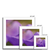 Native Australian Flora - Purple    Framed & Mounted Print - Arte Della Fotografia