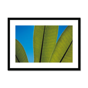 Frangipani Leaves and Summer Sky Framed & Mounted Print