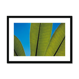 Frangipani Leaves and Summer Sky Framed & Mounted Print