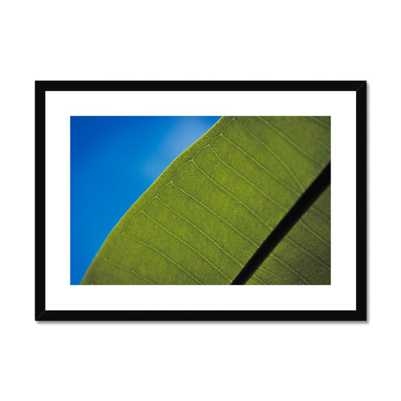 Frangipani Leaf and Summer Sky Framed & Mounted Print