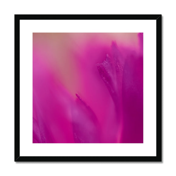 Native Australian Flora - Pink Framed & Mounted Print - Arte Della Fotografia