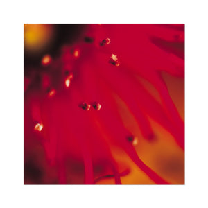 Native Australian Flora - Red Fine Art Print - Arte Della Fotografia