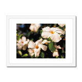 Mandevilla in the Morning Sun  Framed & Mounted Print