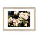 Mandevilla in the Morning Sun  Framed & Mounted Print