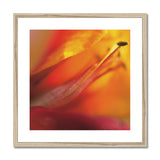 Native Australian Flora - Red and Orange  Framed & Mounted Print - Arte Della Fotografia