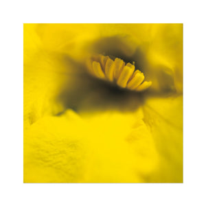 Australian Native Flora - Yellow Fine Art Print - Arte Della Fotografia