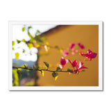 Bougainvillea on Yellow Framed Print