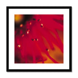 Native Australian Flora - Red Framed & Mounted Print - Arte Della Fotografia