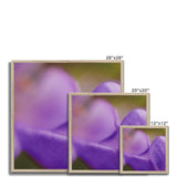 Native Australian Flora - Purple    Framed Print - Arte Della Fotografia