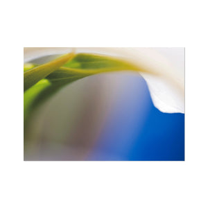 Lily and Blue Fine Art Print - Arte Della Fotografia