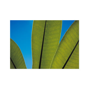 Frangipani Leaves and Summer Sky Fine Art Print