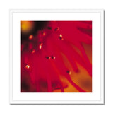 Native Australian Flora - Red Framed & Mounted Print - Arte Della Fotografia